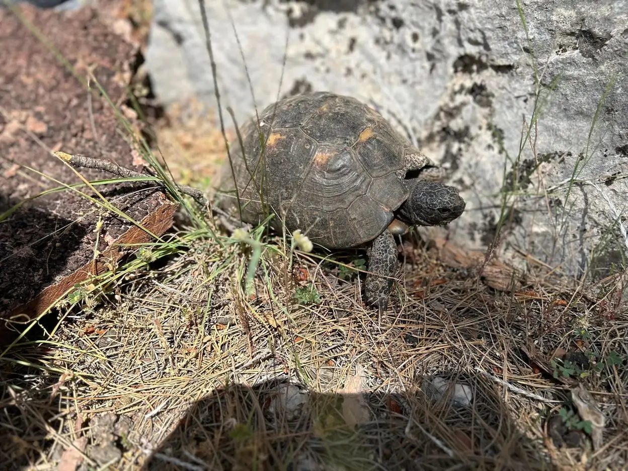 Kemer Çıkışlı Jeep Safari Turu