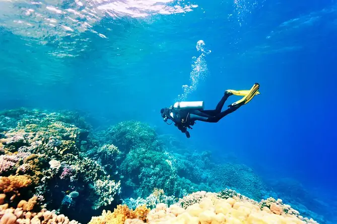Bodrum Tüplü Dalış