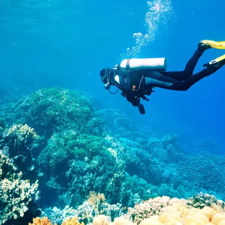 Antalya Atlantic Tüplü Dalış Turu