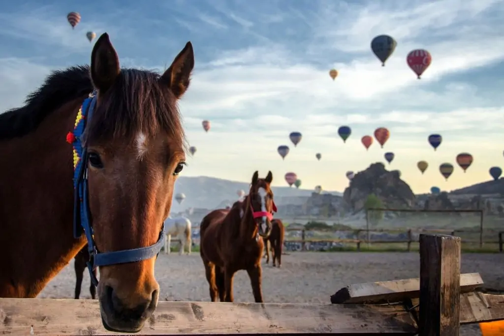 Kapadokya'da At Safari Deneyimi 