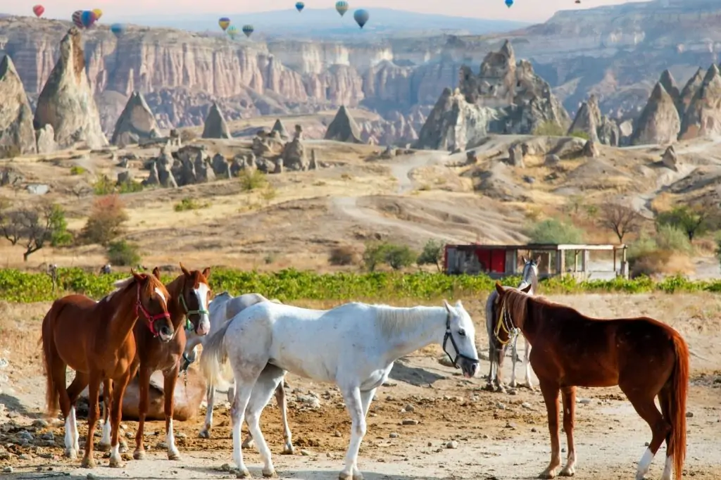 Kapadokya'da At Safari Deneyimi 
