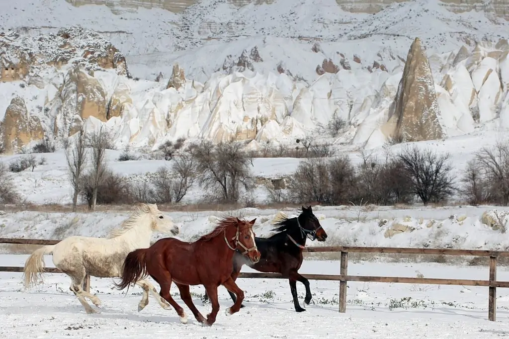Kapadokya'da At Safari Deneyimi 