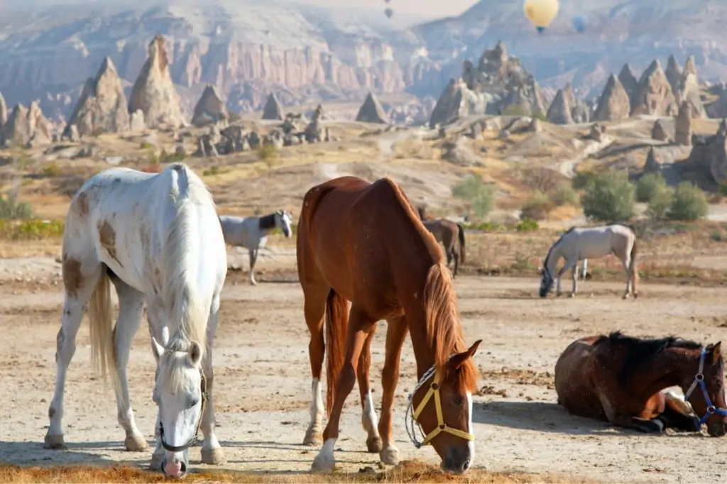 Kapadokya'da At Safari Deneyimi 