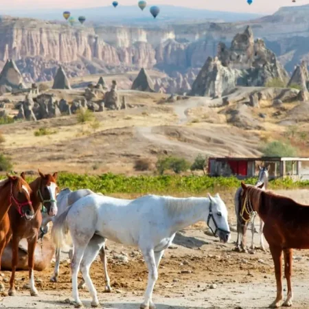 Kapadokya'da At Safari Deneyimi 