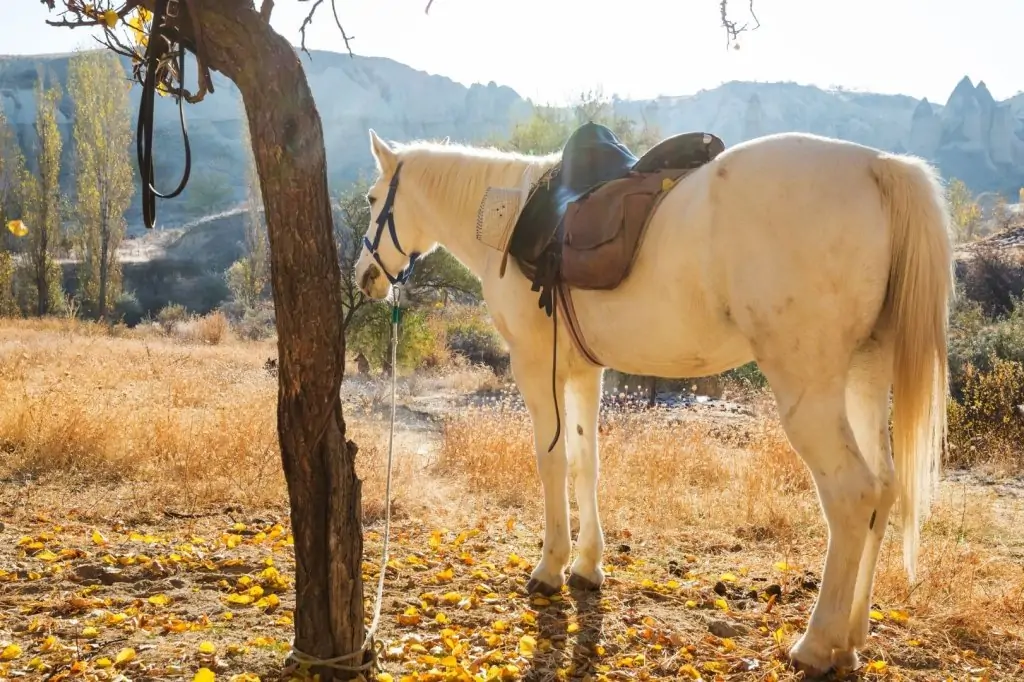 Kapadokya'da At Safari Deneyimi 